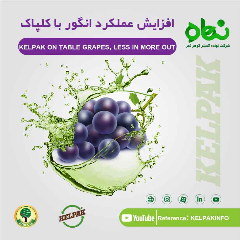 Increasing the yield of grapes with Kelpak